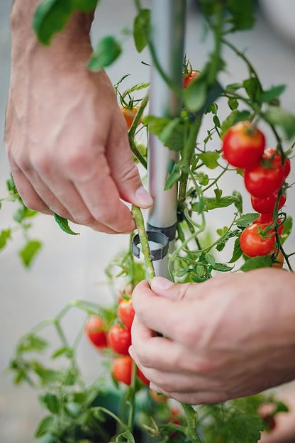 BUZZY Seeds Self-Watering Vertical Tomato Planter with Trellis – 1.2 Gal Reservoir, Large Capacity Planter for Tomatoes & Climbing Plants (Green)