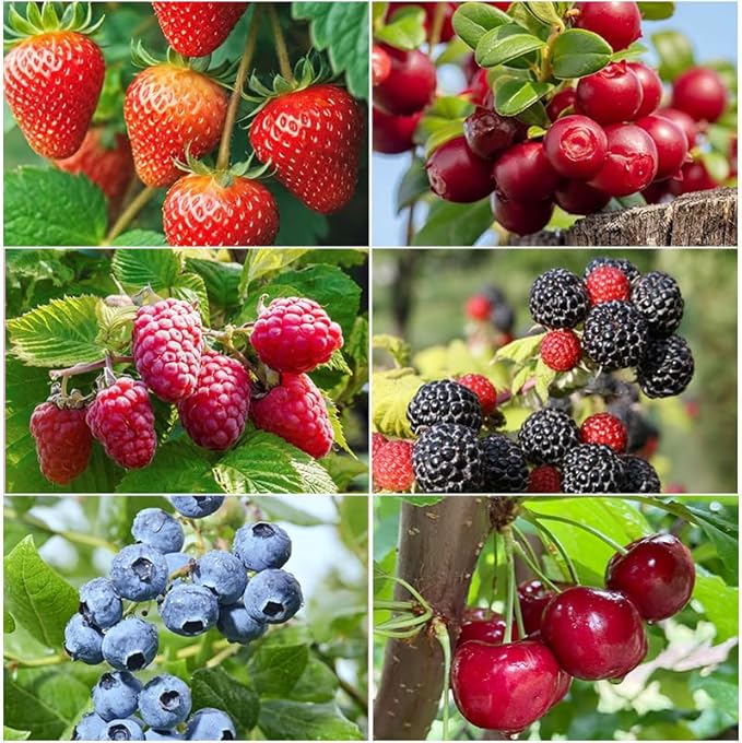 1500Pcs Mix Fruit Seeds for Planting-6 Varieties Including 400 Strawberry 200 Blueberry 300 Raspberry 300 Mulberry 200 Cranberry and 20 Cherry