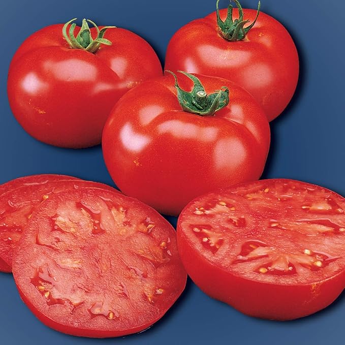 Burpee 'Supersteak' Hybrid | Large Red Beefsteak Slicing Tomato | 125 Seeds