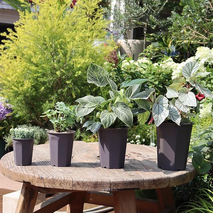 BangQiao 10 Pack 5.30 Inch Plastic Deep Nursery and Seedling Pots, Round Transplant Seed Starter Planter, Gray Color