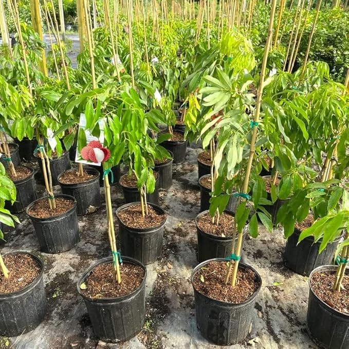 Gardenera Expertly Formulated Lychee Potting Soil Mix - Optimal Nutrient-Rich Blend for Thriving and Juicy Lychee Trees - 2 QUARTS