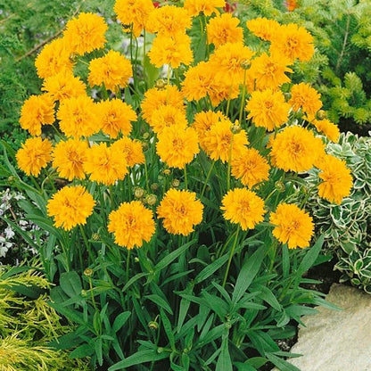 Outsidepride Yellow Early Sunrise Coreopsis Seeds - 250 Seeds Tall, Native, Deer Proof, & Drought Tolerant Perennial Flower Seeds w/Compact Growth Habit & High Adaptability for Soils (AAS Winner)