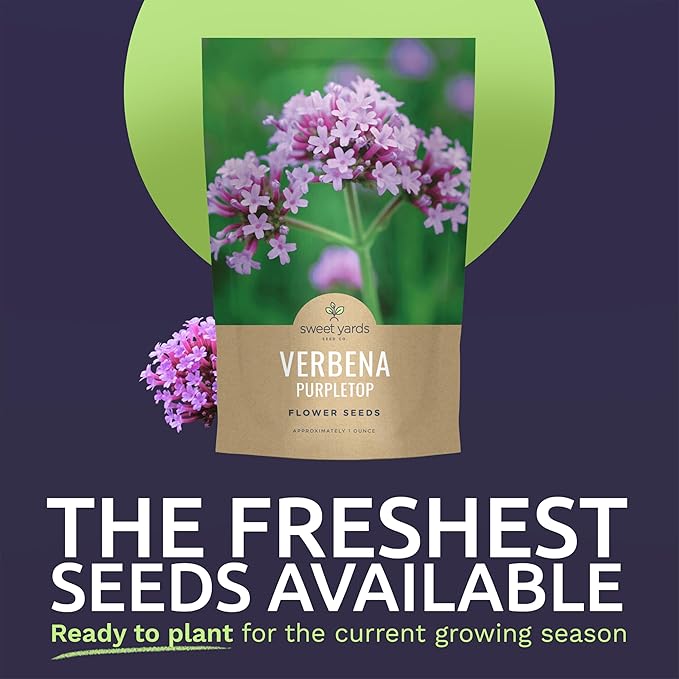 Purpletop Verbena – Large 1 Ounce Seed Packet – 100,000 Flower Seeds for Planting – Verbena bonariensis