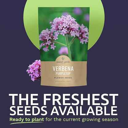Purpletop Verbena – Large 1 Ounce Seed Packet – 100,000 Flower Seeds for Planting – Verbena bonariensis