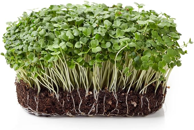 Todd's Seeds Sprouting Arugula Seeds Microgreens for Salads and Sandwiches, One Pound of Seed, Non-GMO, Chemical Free, Grown in The USA, Hand Inspected