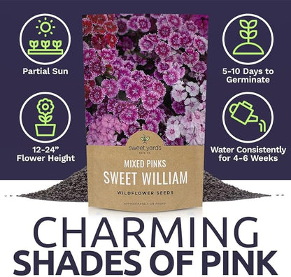 Sweet William Seeds – Mixed Pink Colors – Extra Large Packet – Over 120,000 Open Pollinated Non-GMO Flower Seeds – Dianthus barbatus