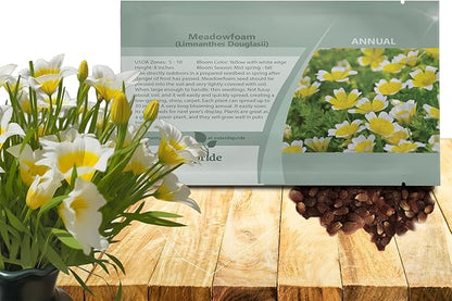 Outsidepride Meadowfoam Seeds - 2000 Pcs. Annual, Self-Seeding & Low Maintenance, Ground Cover Seeds for Planting Fragrant Yellow-White Blooms, Great for Gardens, Borders, & Container Displays