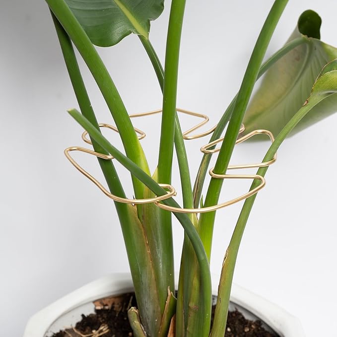 Monstera Stem Support - 5-Piece Durable Plant Support System for Monstera & Turtle Shell Plants -Premium -Quality Leaf Clamps -Easy-to-Use Indoor Garden Stabilizers for Healthy Growth