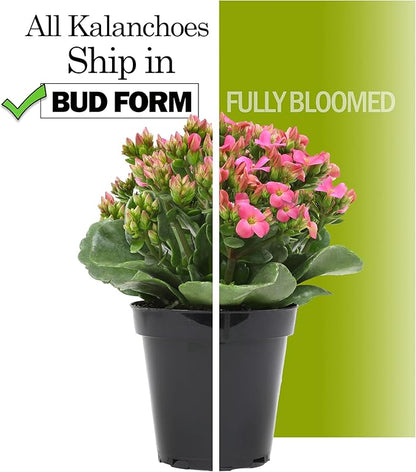 Florist Kalanchoe Live Succulent Plants (3 Pack), Flowering Flaming Katy Succulents, Easy Plant Care, Approx. 7 in. Tall, Drought-Tolerant Indoor Houseplants in 3.5 in Pots