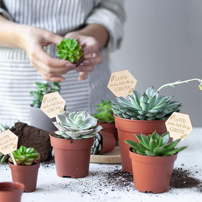 AnyDesign 30Pcs Love Makes Little Things Grow Plant Labels Wooden Plant Stakes Succulent Garden Marker Plant Sign for Seed Potted Teacher Appreciation Gift Wedding Baby Shower Thanksgiving Supplies