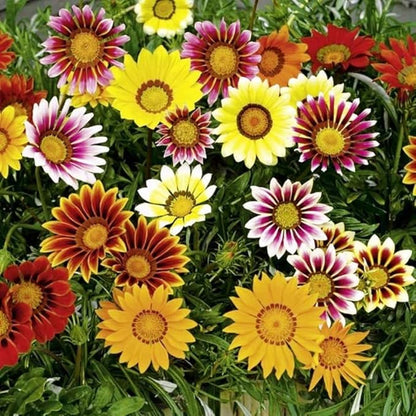 Seeds Treasure Flower Mix African Daisy Gazania Perennial Flowers