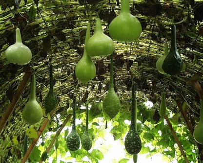 Seeds Bottle Gourd - Calabash - Lagenaria - Heirloom Vegetable - GMO Free