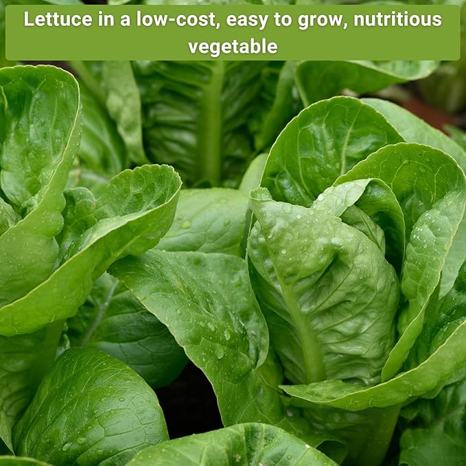 Sow Right Seeds - Large Lettuce Seed Collection for Planting - Buttercrunch, Jericho, Iceberg, Salad Bowl, Little Gem, Black-Seeded Simpson, Lolla Rosa - Non-GMO Heirloom - Outdoors or Hydroponics