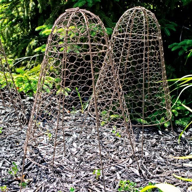 Panacea Rustic Wire Garden Cloches, Set of 6 – 20" H x 12" Dia Plant Protectors – Metal Chicken Wire Dome with 4-Leg Base – Durable Outdoor Garden Cloches for Shrubs, Flowers & Vegetables