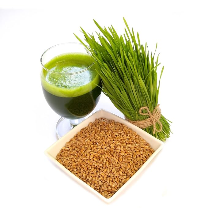 Todd's Seeds - Hard Red Wheatgrass - 5 Lb's - Sprouting Wheat Grass Seeds for Sale - Plant & Grow Wheatgrass, Flour, Grain & Bread - Wheatgrass Juice - Excellent Germination - Sprouting Seeds - Sprouted Wheat