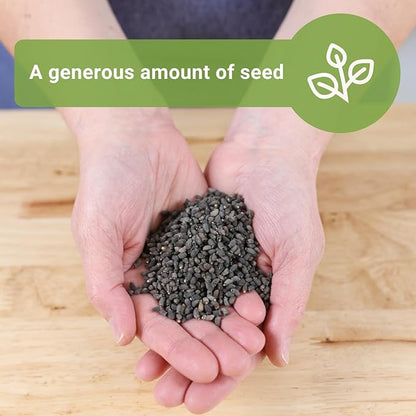 Sow Right Seeds - Bulk Borage Seeds for Planting - 1 Ounce, 1200 Seeds - Non-GMO Heirloom - Jumbo Pack with Instructions to Plant a Home Herb Garden Outdoors - Enjoy a Bountiful Harvest