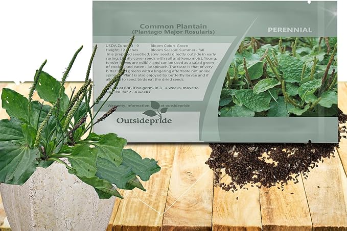 Outsidepride Common Green Plantain Seeds for Planting - 5,000 Pcs Perennial, Easy-to-Grow Herb Seeds for Culinary, Farm & Household Uses, Low-Growing Foliage for Tropical & Subtropical Climates