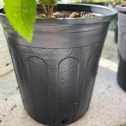 KEILEOHO 25 Pack Plastic Plant Nursery Pots, 1 Gallon Plants Pots with Drainage Holes, Flower Plant Container for Cuttings, Seedling, Flower, Vegetable, Succulent, Black