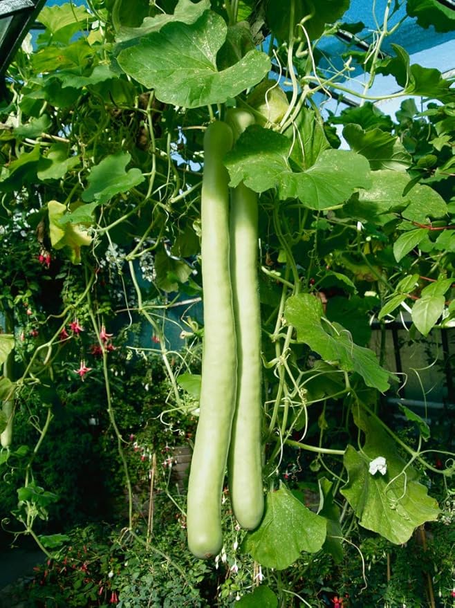 Seeds Calabash Long Gourd Lagenaria Serpantine Heirloom Vegetable for Planting Non GMO