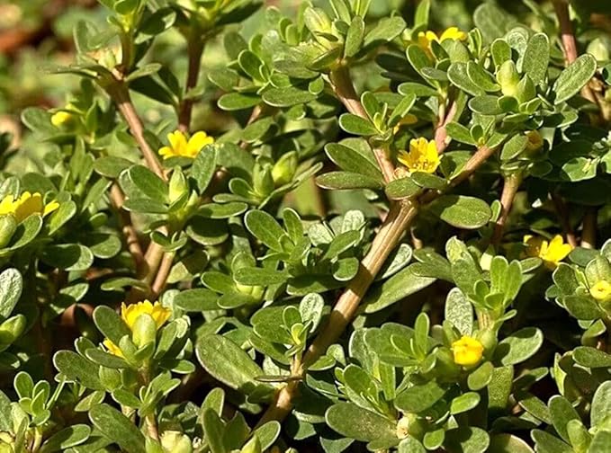 1000PCS Green Purslane Seeds Portulaca Oleracea Sativa Garden Home Wild Vegetable Seeds