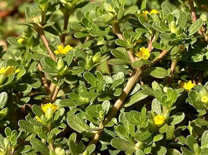 1000PCS Green Purslane Seeds Portulaca Oleracea Sativa Garden Home Wild Vegetable Seeds