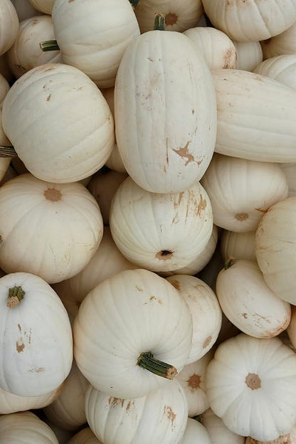 Park Seed Super Moon F1 Pumpkin Seeds – Non-GMO, AAS-Winning White Pumpkins for Carving, Decorating & Cooking, Powdery Mildew Resistant, 25–50 lb Fruits, Pack of 10