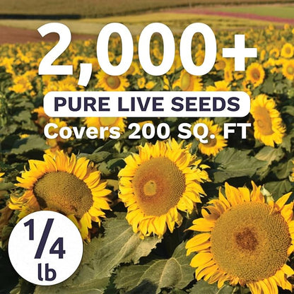 Dwarf Sunspot Sunflower - Bulk 1/4 Pound Pouch - 2,000 Flower Seeds for Planting - Helianthus annuus