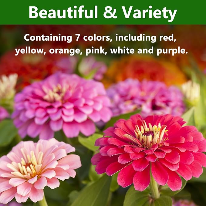 Zinnia Seeds, California Giants Mix, 1,0000+ Bulk Garden Flower Seeds for Planting Outdoors, Mixed Colors and Large Blooms, Attracts Pollinators, Easy to Grow