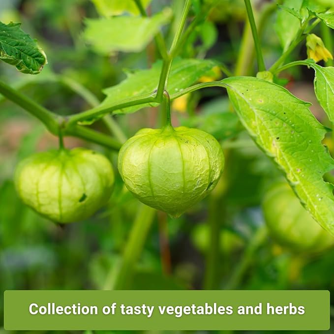 Sow Right Seeds - Salsa Seed Collection for Planting - Jalapeno, Cilantro, Roma Tomato, Tomatillo, and Red Onion - Non-GMO Heirloom Seeds with Instructions to Plant Your Own Home Vegetable Garden