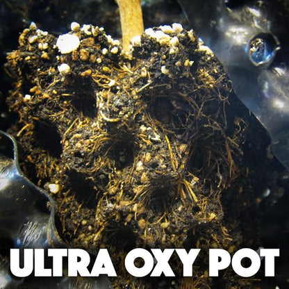 Ultra Oxy Pot 12.5 Gallon Super Air-Pruning Planter - 10-Pack