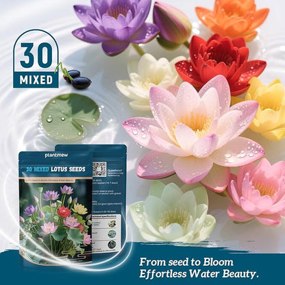 Lotus Seeds for Planting in Water | 30 PCS Mixed Color Bowl Lotus Seeds for Indoor Bonsai, Outdoor Ponds & Garden | Non-GMO Water Lily Aquatic Plant Seeds