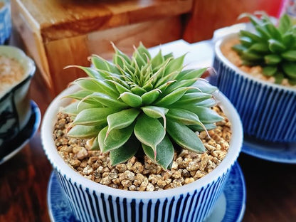 5lb Succulent and Cactus Maifanitum Stones, Décor & Additive Rocks,DIY Rocks Gravel for Bonsai, Fairy Gardening, Vases Fillers, Terrarium