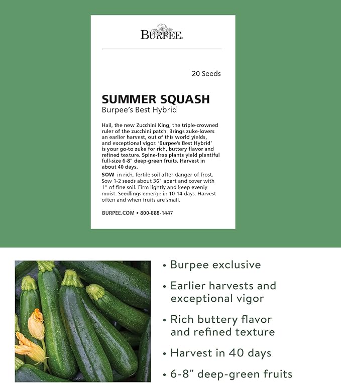 Burpee Best Zucchini Summer Squash Seeds 20 seeds