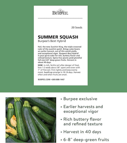 Burpee Best Zucchini Summer Squash Seeds 20 seeds
