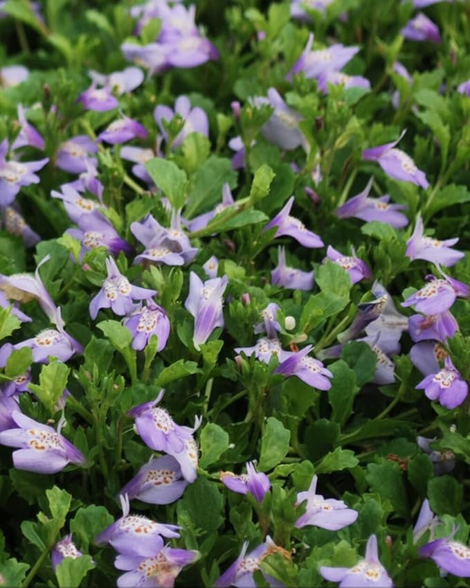 Perennial Farm Marketplace Mazus reptans (Creeping Blue) Groundcover, 1 Quart, Bright Bluish Colored Flowers