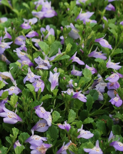 Perennial Farm Marketplace Mazus reptans (Creeping Blue) Groundcover, 1 Quart, Bright Bluish Colored Flowers