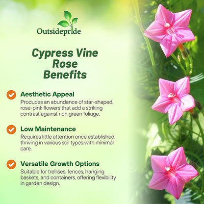 Outsidepride Rose Cypress Vine Seeds - 200 Pcs Annual Flower Seeds with Nectar-Rich, Star-Shaped Flowers & Feathery, Fern-Like Leaves for Fences, Trellises, Pergolas & Vertical Gardens