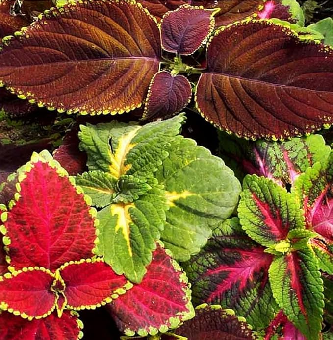 100 pcs Coleus Rainbow Mix Seeds for Planting - Beautiful Flowers - Indoors or Outdoors - Non-GMO Heirloom Seeds