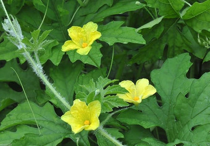 JAMAICAN CERASEE SEEDS- Bitter Melon-bitter Gourd,Use As Vegetable & Herb(25 Seeds)