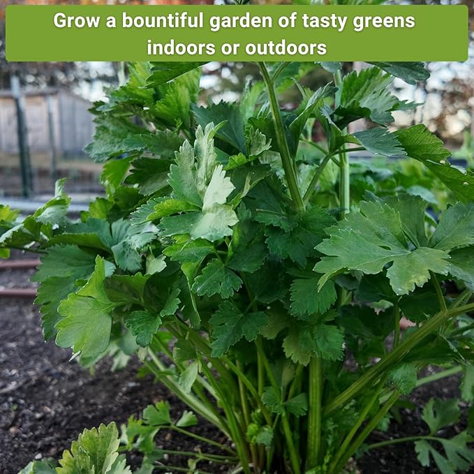 Sow Right Seeds - Asian Greens Seed Collection for Planting - Includes Thai Basil, Bok Choy, Chinese Celery, Tat SOI & Yu Choy Sum - Non-GMO Heirloom Varieties to Plant and Grow Indoors or Outdoors