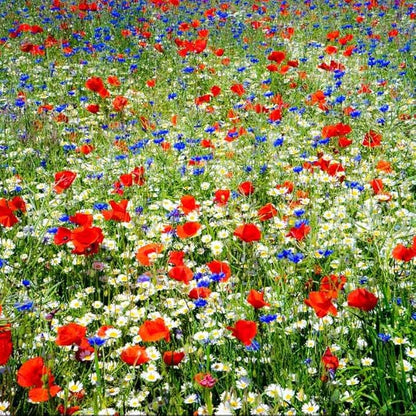 Eden Brothers Field of Dreams Flower Mixed Seeds for Planting, 1 lb, 480,000+ Seeds with German Chamomile, Cornflower | Attracts Pollinators, Plant in Spring or Fall, Zones 3, 4, 5, 6, 7, 8, 9, 10