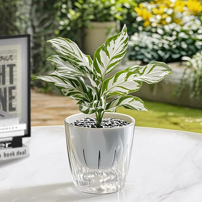 Self Watering Planters - 2 Pack, 6 Inch Transparent Flower Pots for Indoor Plants, Perfect for African Violet, Monstera, Succulents, Herbs & Decorative Flowers
