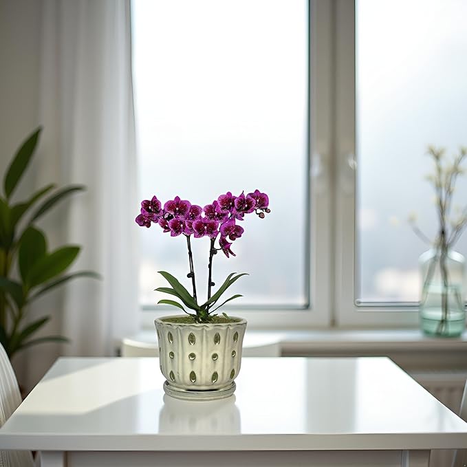 Ceramic Orchid Pot with Attached Saucer and Drainage Hole 6'' Orchid Planter (Cream)