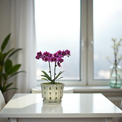 Ceramic Orchid Pot with Attached Saucer and Drainage Hole 6'' Orchid Planter (Cream)