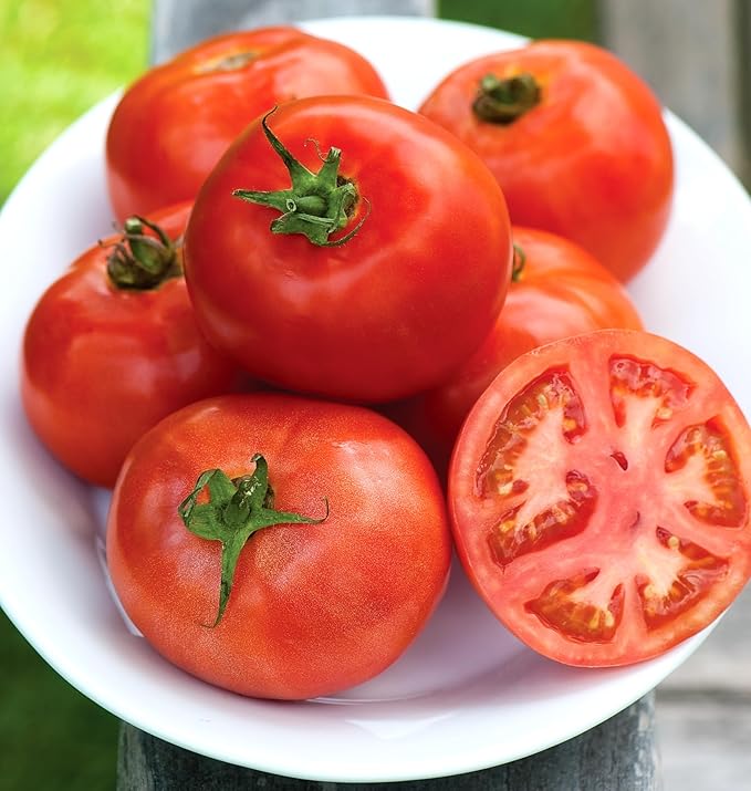 Burpee 'Early Pick VF' Hybrid , Red Beefsteak Slicing Tomato , 50 Non-GMO Seeds