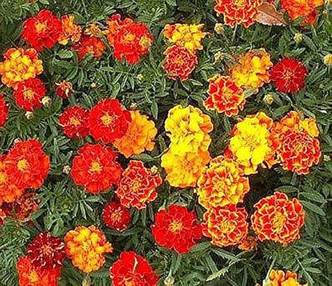 1000 French Marigold Sparky Mix Seeds - Good Addition to Vegetable Gardens - Marde Ross & Company