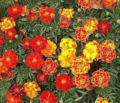 1000 French Marigold Sparky Mix Seeds - Good Addition to Vegetable Gardens - Marde Ross & Company