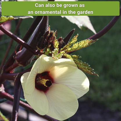 Sow Right Seeds - Okra Seed Collection for Planting - Burgundy, Clemson Spineless, and Emerald Varieties - Non-GMO Heirloom Packet to Plant a Home Vegetable Garden - Productive Summer Crop