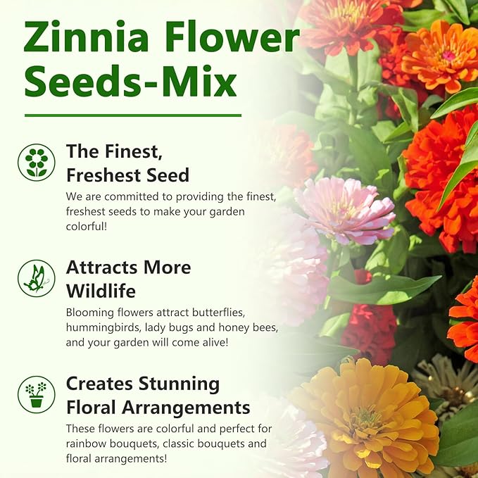 Zinnia Seeds, California Giants Mix, 2,0000+ Bulk Garden Flower Seeds for Planting Outdoors, Mixed Colors and Large Blooms, Attracts Pollinators, Easy to Grow