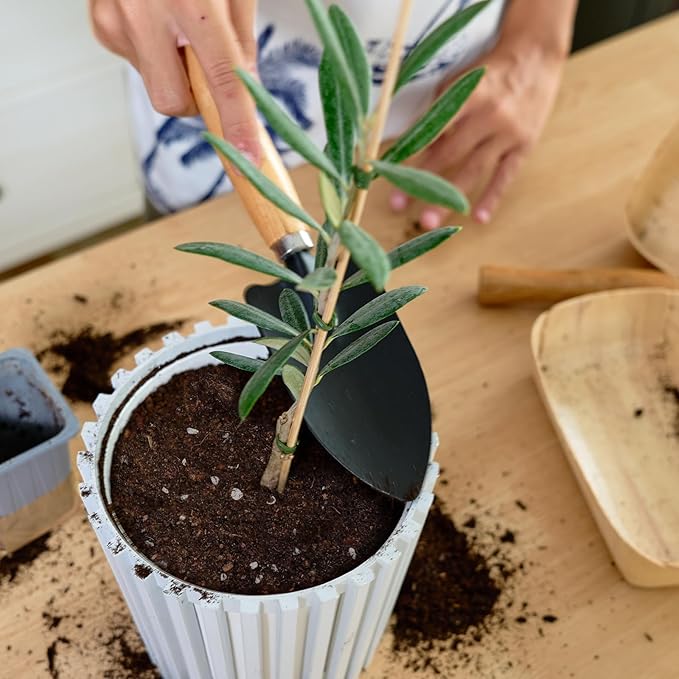 Premium Olive Tree Potting Mix 2qt, Uesed for The Propagation of Olive Trees by Cuttings or Seeds, Suitable for Planting, Repotting, and Growing Houseplant